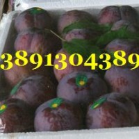 黑布朗李子价格-陕西万亩出口黑布朗李子产地，红布林李子行情